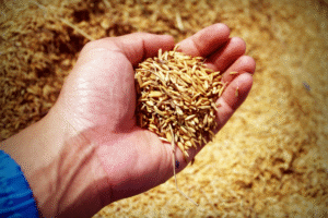 Kainat Basmati Rice