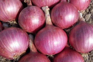 Desi Red Onion